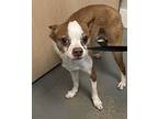 brock*, Boston Terrier For Adoption In Salt Lake City, Utah