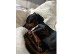 Nugget2, Dachshund For Adoption In Humble, Texas