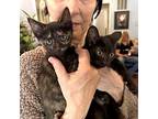 Babies Prue & Piper, Domestic Shorthair For Adoption In North Hollywood