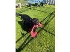 Bobo, Labrador Retriever For Adoption In Greenville, Ohio