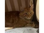 Bubba, Domestic Shorthair For Adoption In Milpitas, California