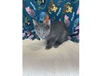 Spinach, Domestic Shorthair For Adoption In Oakland, New Jersey