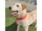 Jisoo, Labrador Retriever For Adoption In Mississauga, Ontario