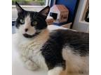 Mrs. Donner, Domestic Shorthair For Adoption In Cleveland, Ohio