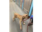 Bo Duke, American Pit Bull Terrier For Adoption In Syracuse, New York