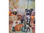 Acacia, American Pit Bull Terrier For Adoption In Syracuse, New York