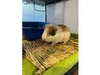Floof / Dash / Maxwell, Guinea Pig For Adoption In Sebastian, Florida