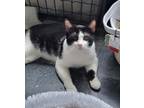 Pliny, Domestic Shorthair For Adoption In Fort Worth, Texas