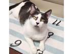 Julio, Domestic Shorthair For Adoption In Marshfield, Wisconsin