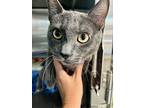 Boone, Domestic Shorthair For Adoption In Sebastian, Florida