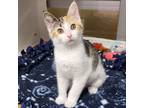 Miss Piggy, Domestic Shorthair For Adoption In Marshfield, Wisconsin