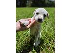 Labrador Retriever Puppy for sale in North Reading, MA, USA