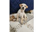 Labrador Retriever Puppy for sale in North Reading, MA, USA