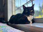 Bo, Domestic Shorthair For Adoption In Corvallis, Oregon