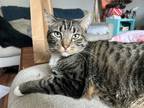 Beans, Domestic Shorthair For Adoption In Corvallis, Oregon