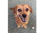 Ruby, Terrier (unknown Type, Small) For Adoption In Concord, California