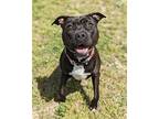 Tokyo, American Pit Bull Terrier For Adoption In Richmond, Virginia