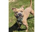 Flying Squirrel, American Pit Bull Terrier For Adoption In Richmond, Virginia