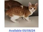 Cat Condo #21 Maxwell, Domestic Shorthair For Adoption In Greenville, Texas