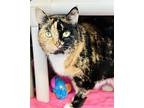 Sansa, Domestic Shorthair For Adoption In Jackson, New Jersey