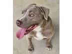 Tanner, American Pit Bull Terrier For Adoption In Wooster, Ohio