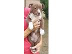 Lacey, Terrier (unknown Type, Medium) For Adoption In Sanford, Florida