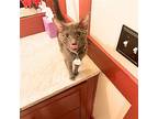 Rina Raven, Domestic Shorthair For Adoption In Brooklyn, New York