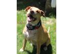 Bo Duke (available May 11 At Lou Adopts!), American Pit Bull Terrier For