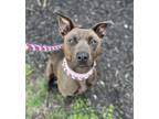 Cleo, Terrier (unknown Type, Small) For Adoption In Knoxville, Tennessee