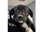 Easton (available May 11 At Adopts!), Labrador Retriever For Adoption In