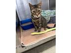 Camelot, Domestic Shorthair For Adoption In St Cloud, Florida