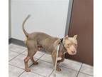 Humphrey, American Pit Bull Terrier For Adoption In Columbus, Ohio