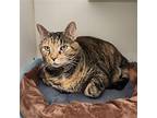 Lizzo - Available 5/10, Domestic Shorthair For Adoption In Elmsford, New York