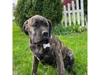 Cane Corso Puppy for sale in Pine Grove, PA, USA