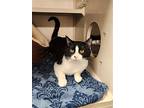 Top - Available 5/10, Domestic Shorthair For Adoption In Elmsford, New York