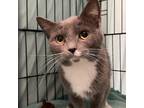 Millie, Domestic Shorthair For Adoption In Swanzey, New Hampshire