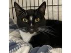 Nelly, Domestic Shorthair For Adoption In Swanzey, New Hampshire