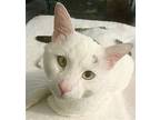 Kiton, Domestic Shorthair For Adoption In Temecula, California