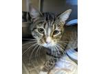 Gabby, Domestic Shorthair For Adoption In Wisconsin Rapids, Wisconsin
