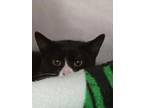 Smore ( Spirit Like Cat ), Domestic Shorthair For Adoption In Swanzey