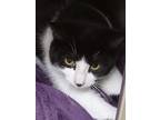 Oreo (spirit Cat), Domestic Shorthair For Adoption In Swanzey, New Hampshire