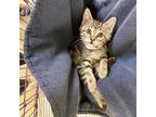 Moony, Domestic Shorthair For Adoption In Richmond, Virginia