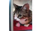 Zoe, Domestic Shorthair For Adoption In Swanzey, New Hampshire