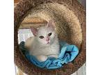 Opal, American Shorthair For Adoption In Ashland, Ohio