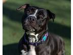 Tinker, American Pit Bull Terrier For Adoption In Oceanside, California