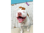 Piglet, American Pit Bull Terrier For Adoption In New Orleans, Louisiana