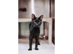 73155a March-pounce Cat Cafe, Domestic Shorthair For Adoption In North