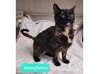 Moonflower, Domestic Shorthair For Adoption In Richmond, Indiana