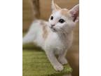 Jelly Belly, Domestic Shorthair For Adoption In Oceanside, California