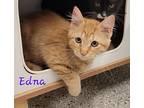 Edna, Domestic Longhair For Adoption In Viroqua, Wisconsin